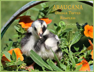 5 day old black Araucana chick via www.The-Chicken-Chick.com