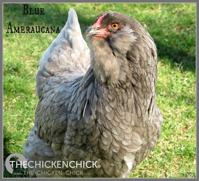 Araucana, Ameraucana or Easter Egger, What's the difference?