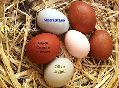 eggs egg egger ameraucana araucana easter chicken legbar olive difference rainbow cream chick colors blue layer americana eggers hens year