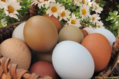 Home-Produced Chicken Eggs - 9.377 - Extension