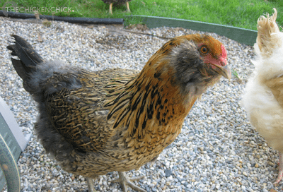 Araucana, Ameraucana or Easter Egger, What's the difference?