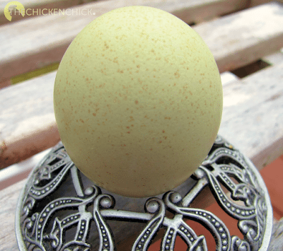 Egg from an Olive Egger hen