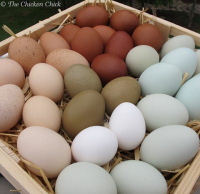 Chicken eggs for blowing and decorating