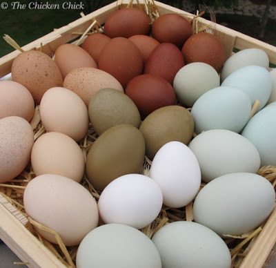 Huevos de gallina para soplar y decorar