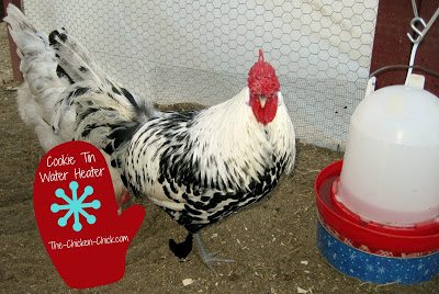 Make a Cookie Tin Waterer Heater. Under $10, & 10 minutes!