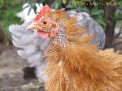 limit handling of molting chickens to keep stress and discomfort to a minimum