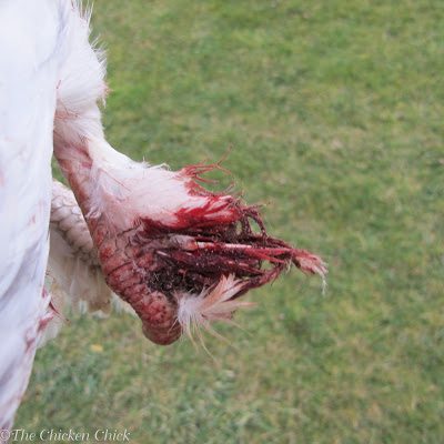  A bird with a bleeding pin feather should be removed from the flock for treatment and their own safety; if not removed from the flock, other birds can pick at the wound, making it worse and endangering the bird's life. The injured area should be washed and assessed. If the bleeding has stopped, soaking feet in a tub or sink of warm water, then clean with Vetericyn Wound & Infection spray or antibiotic ointment and keep the bird separate from the flock until fully healed.