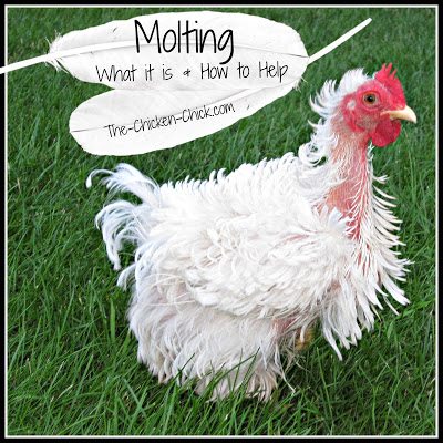Molting is the natural shedding of old feathers and growth of new ones. Chickens molt in a predictable order beginning at the head and neck, proceeding down the back, breast, wings and tail. 