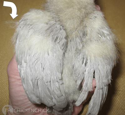 First juvenile molt in chickens replaces down with first feathers