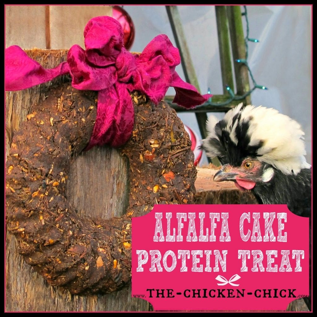 Homemade Alfalfa cake protein treats are a great supplement to a molting chicken's diet.