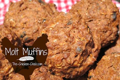 Homemade molt muffins are a great supplement to a molting chicken's diet.