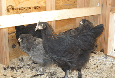  A chicken's second mini molt occurs between 7-12 weeks old when its first feathers are replaced by its second feathers. It is at this time that a rooster's distinguishing, ornamental feathers will appear.