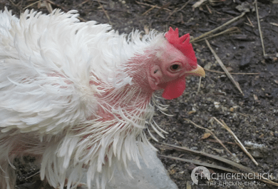  All chickens will molt annually, their first annual molt generally occurring around 16-18 months of age. During a molt, chickens will lose their feathers and grow new ones. 