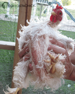 chicken molting