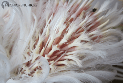 New feathers emerge through a vein-filled shaft, which is covered by a waxy coating
