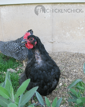 All chickens will molt annually, their first annual molt generally occurring around 16-18 months of age. During a molt, chickens will lose their feathers and grow new ones. 