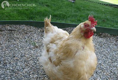  All chickens will molt annually, their first annual molt generally occurring around 16-18 months of age. During a molt, chickens will lose their feathers and grow new ones. 
