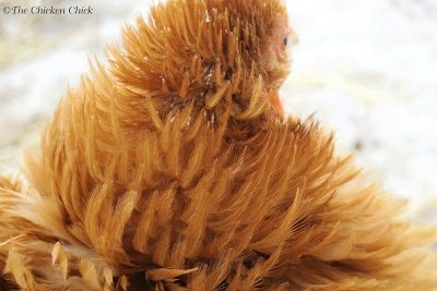  A waxy-type casing surrounds each new feather and either falls off or is removed by a preening chicken. The feather within then unfurls and the inner vein dries up (the shaft is then known as a quill). Lots of shaft casings are visible on the droppings board in this photo: