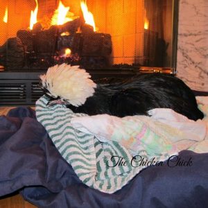 Old towels (for calming a chicken during bumblefoot surgery, for instance, bedding for very sick birds in the house) Dog Training Pads-floor padding for sick birds