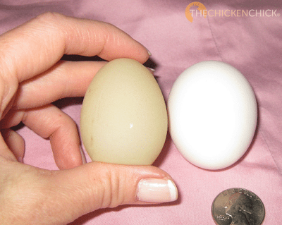 I call soft-shelled eggs rubber eggs because the membrane is soft and pliable. Commonly produced by new layers, caused by stress, an immature shell gland, a nutritional deficiency or a glitch in the uterus, aka: shell gland. To find them occasionally is no cause for concern, to find them regularly can indicate a calcium, phosphorous or vitamin D deficiency. High temperatures can also cause thin-shelled eggs due the hen's decreased ability to store calcium in hot weather.