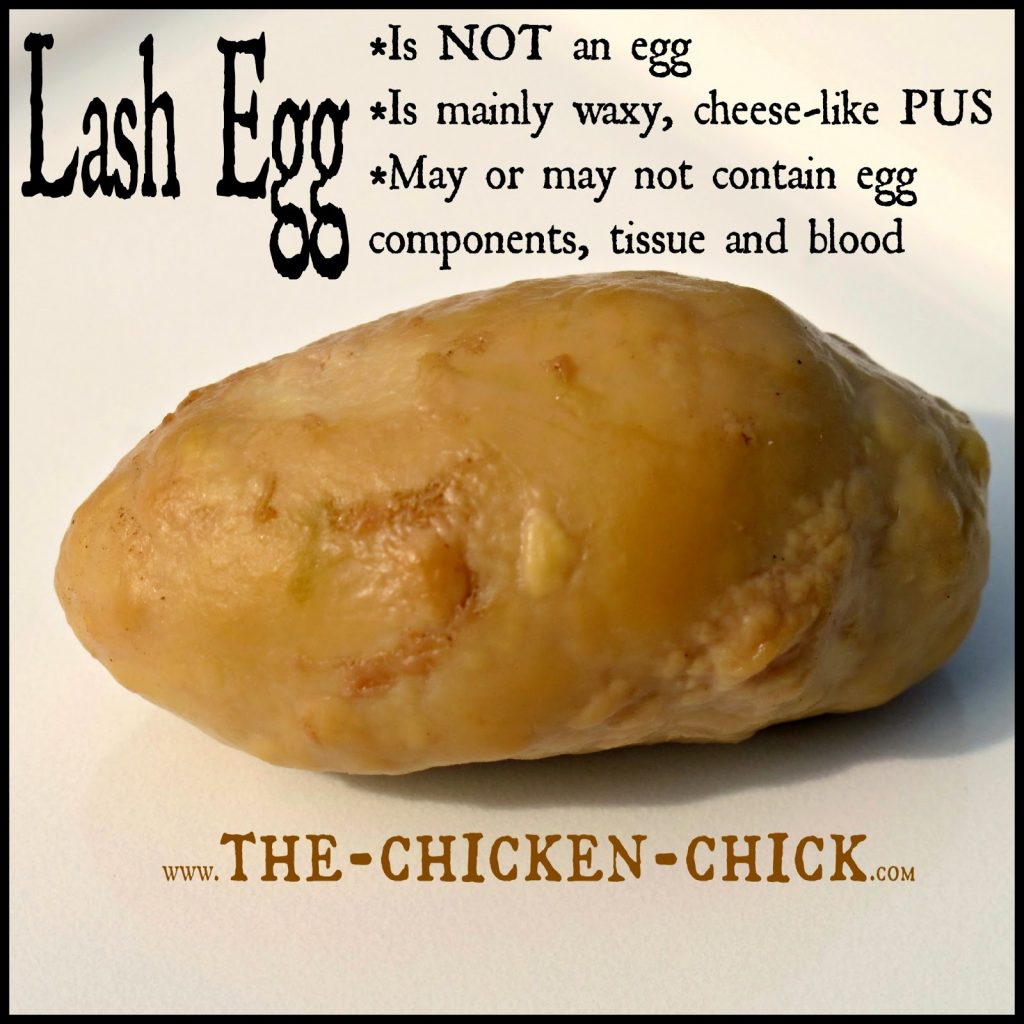 Lash eggs consist primarily of coagulated pus, not yolk or egg white. I took the liberty of renaming the lash egg more appropriately, a Pus Coagulegg. It’s got a nice ring to it, don’t you think? Unfortunately for the hen, the Pus Coagulegg is no laughing matter as the prognosis for a bird producing them is poor, at best. 