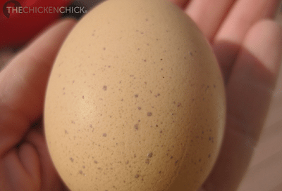 Uneven shell coloring results from the uneven distribution of pigment as the egg passes through the oviduct. Sometimes an egg is stalled for a time in the uterus, which allows more time for pigment to be applied.