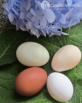 In this article we'll look at the some of the most common strange eggs and their possible causes, but first we'll need to know how a hen’s reproductive system is supposed to work when firing on all cylinders.
