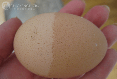 Uneven shell coloring results from the uneven distribution of pigment as the egg passes through the oviduct. Sometimes an egg is stalled for a time in the uterus, which allows more time for pigment to be applied.