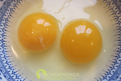  DOUBLE YOLKS Commonly occur in new layers when the yolk release is mistimed and two yolks travel down the oviduct together. Some hens are genetically predisposed to laying double-yolked eggs. 