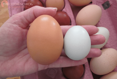 This is the 95 gram egg next to an average Ameraucana egg.