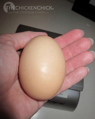 This double yolked egg weighed 90 grams. Yow.