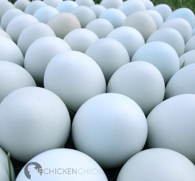 Blue eggshells are produced by the pigment oocyanin, (a by-product of bile formation). The color is applied early in the shell's formation and penetrates the entire shell. The blue coloring cannot be rubbed off.