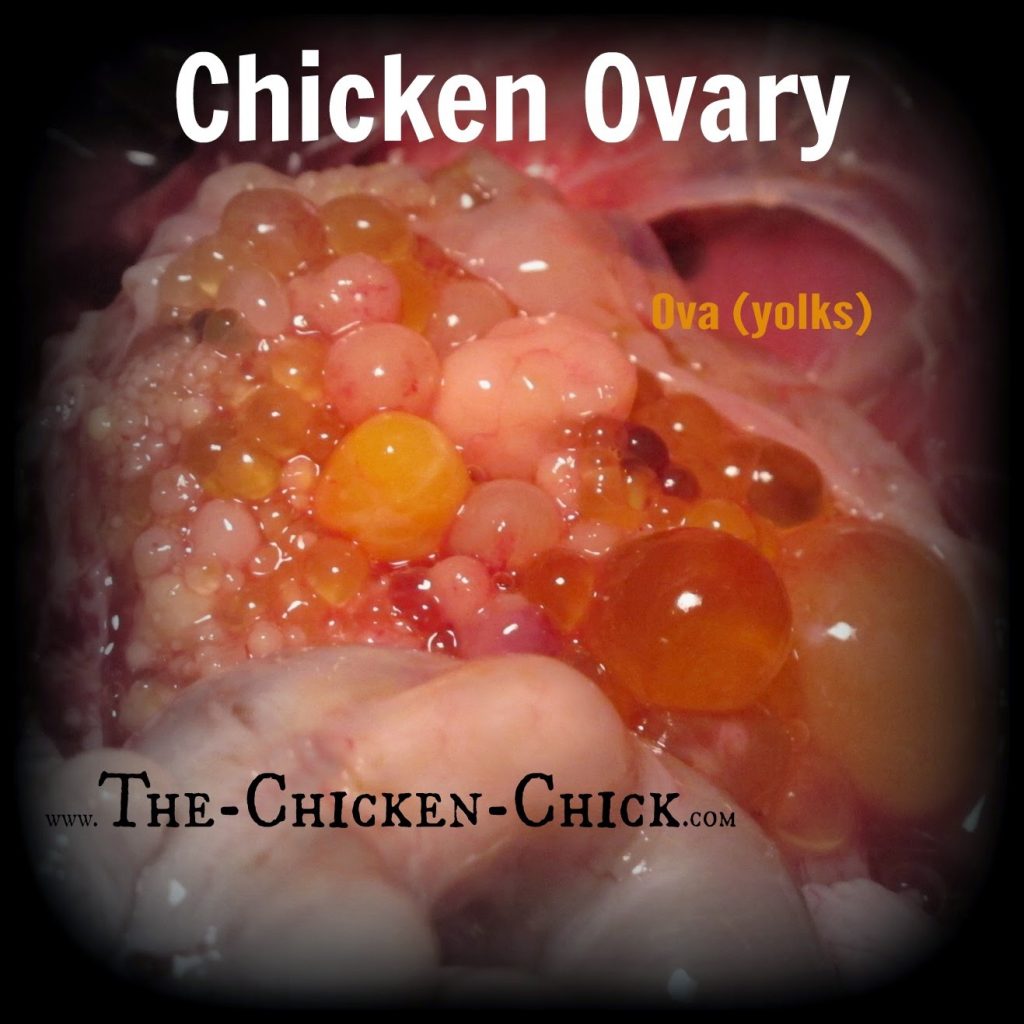This is the ovary of a hen, showing ova (yolks) in various stages of development during a post mortem exam.