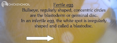 Fertile egg identified by the blastoderm or germinal disc with regularly shaped, concentric circles, a bullseye appearance