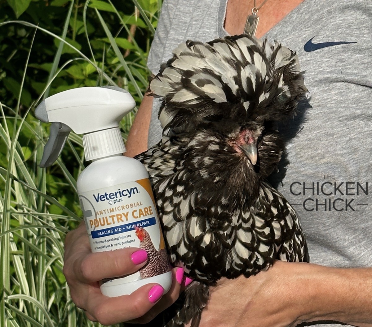 How to Care for an Injured Chicken The Chicken Chick®