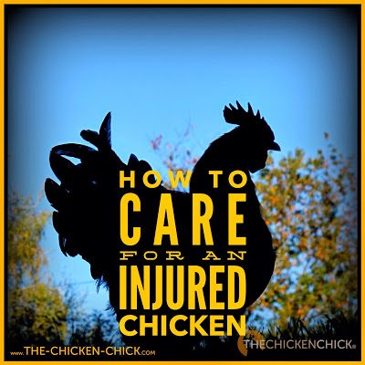  How to care for an injured chicken.