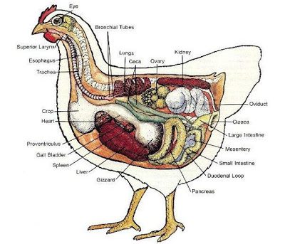 A female chick's ovary contains all of the ova it will ever have when it's hatched. The ovary begins to convert ova to egg yolks when she is mature. With the right lighting conditions exists, hormones stimulate ova to develop into yolks. Yolks are released from the ovary into the oviduct when they reach the right size and travel down the oviduct to acquire their whites, membranes, shell and shell color, if any. 