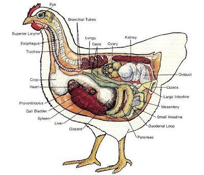 ovary egg production