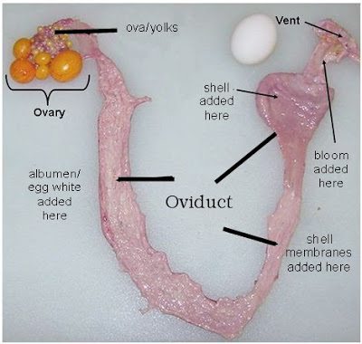 A hen's reproductive system consists of an ovary and oviduct (a long tube with several parts that have different jobs)