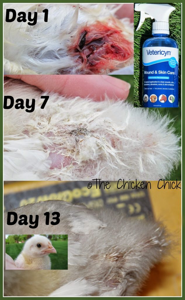 Vetericyn Wound & Infection treatment spray healed this baby chick's deep wound in 13 days!
