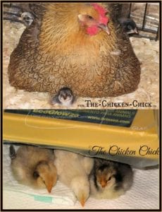 Mother hen with baby chicks