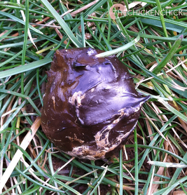  Cecal chicken poop, normal. The darker the cecal poop, the higher the stink ratio as a general observation.