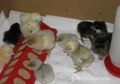 Providing traction for tiny feet is the best way to avoid spraddle leg (in cases where it can be avoided). Chicks should not walk directly on dry newspaper. Safer options are paper towels or rubber shelf liner covering newspaper.