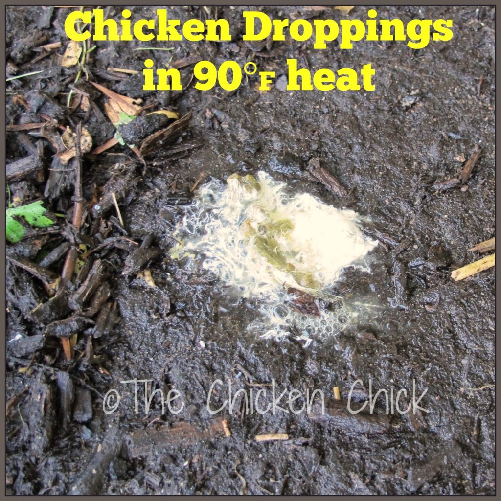 Normal chicken poop is watery in high heat due to increased water intake.