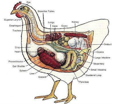  It helps to understand a little bit about the journey food takes through a chicken's body to appreciate the end result. (ha!)