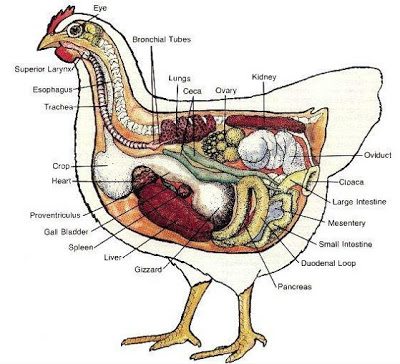 Is chicken poop hot sale harmful to dogs