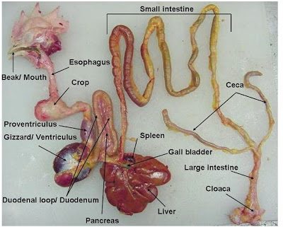  This is an actual hen's digestive tract.
