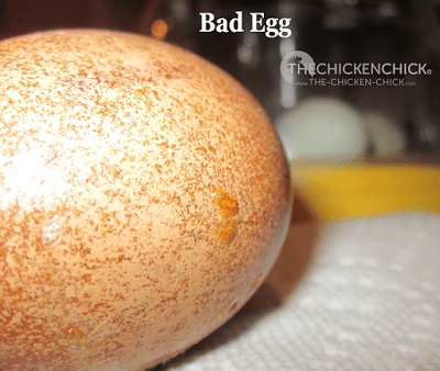 Rotten Egg exploded onto the others - day 22 - I'm worried about infection