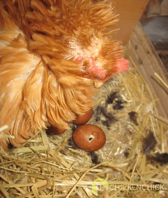 The nest looks like a pillow fight broke out and the reason for that is broodies pluck feathers off themselves to allow the warmth of their skin to make direct contact with the eggs.