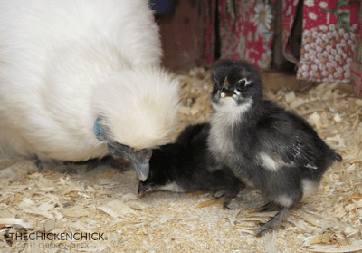  Meet the original baby chick warmer: the mother hen. A chicken's normal body temperature ranges between 103°-107° F. 